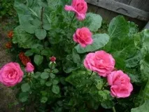 Живі барометри у природі природі
