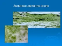 Зелене цвітіння снігу - Презентація 189502-16 зелене