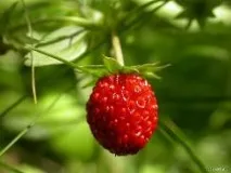 Суниця рецепти суниця