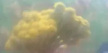цвете какво