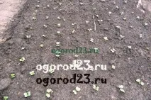 преди зимата