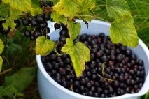 Чорна смородина хвороби та лікування - Магія рослин смородина