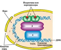 Що таке «ген» кодує