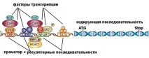 Що таке «ген» таке