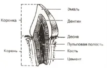 зъбен зъбен