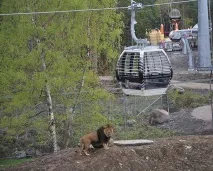 Зоопарк Кольморден, Kolmården Zoo Кольморден