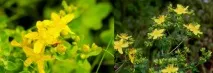 Звіробій корисні, лікувальні властивості, протипоказання корисні