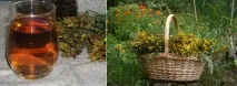 Звіробій корисні, лікувальні властивості, протипоказання корисні