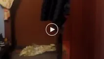 актриси искаха