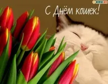 бяха хора щяха котките
