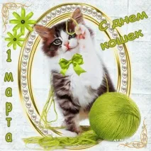 котките световен