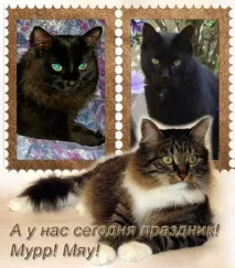 котките световен