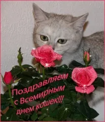 котките март