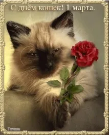 бяха хора котките