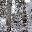 дървена проект