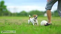 активни активни