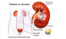 бъбреците бъбреците
