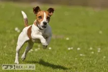 кучета любимци