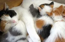 котки котки