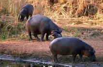 Бегемот, гіпопотам (Hippopotamus amphibius)звичайний, гіпопотами, фото, amphibius