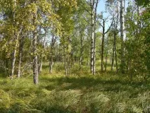 полезни пъпки