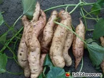 картофи полезни