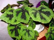 begonia характеристики