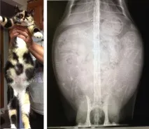 котки признаци