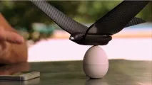 bird bird