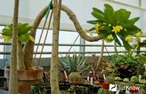 Бригамія догляд за гавайською пальмою в домашніх умовах пальмою