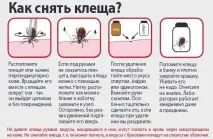 Чи хворіють собаки бореліозом і скільки коштує щеплення 8 наївних питань іжевчан про кліщів - бореліозом