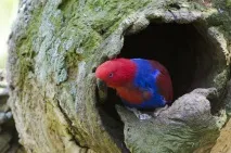 eclectus описание