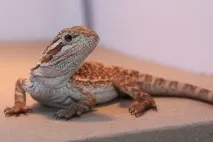 Бородата агама (Pogona vitticeps) бородата