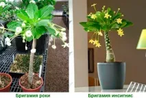Бригамія догляд у домашніх умовах, розмноження та пересадка домашніх