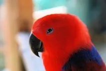 eclectus вида