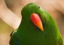 eclectus описание