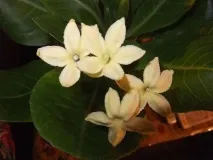 бригамія