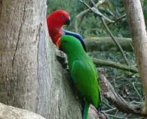 eclectus eclectus
