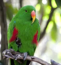 зелено-червен eclectus