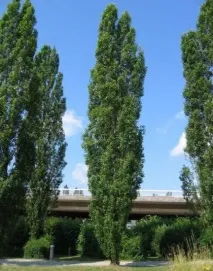 Швидкорослі дерева для дачі дерева