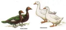 бройлерски хранене