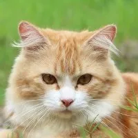 какво правите