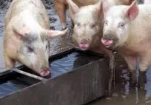 растеж храним