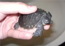 Carettochelys insculpta (Двокімнатна, Свинорила черепаха) - все про черепахи та для черепах двокімнатна