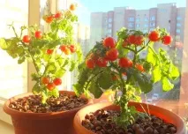 Чим корисні помідори черрі як і де використовуються черрі