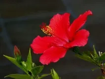 хибискус хибискус