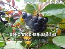 Чорноплідна горобина властивості та протипоказання для жінок властивості