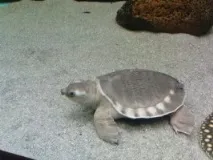 Carettochelys insculpta (Двокімнатна, Свинорила черепаха) - все про черепахи та для черепах черепаха
