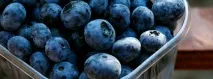 боровинка vaccinium