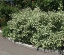 дерен